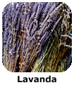 Lavanda